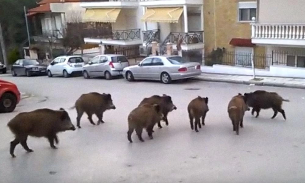 Φθιώτιδα: Έπιναν καφέ και δίπλα αγριογούρουνα έψαχναν φαγητό